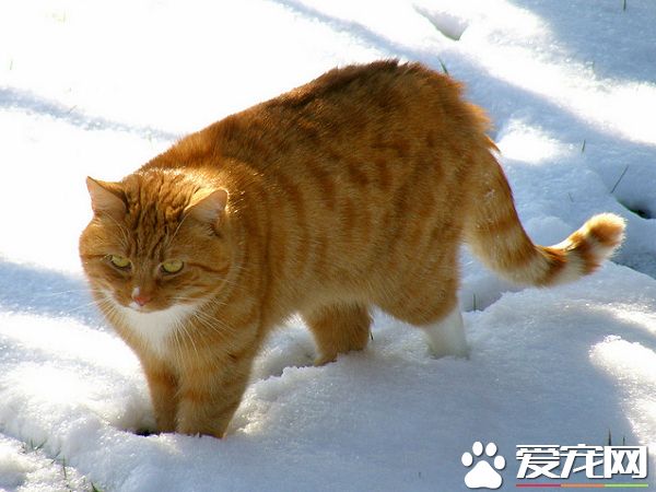 积雪阻挡不了阿喵们想出门的决心 却暴露了体重