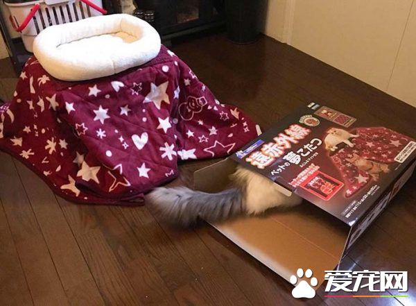 猫奴选购宠物专用的暖桌 没想到主子爱上包装纸箱