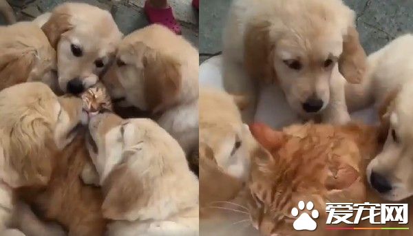 吸猫大队阿金超热情 连猫星人也没辙!