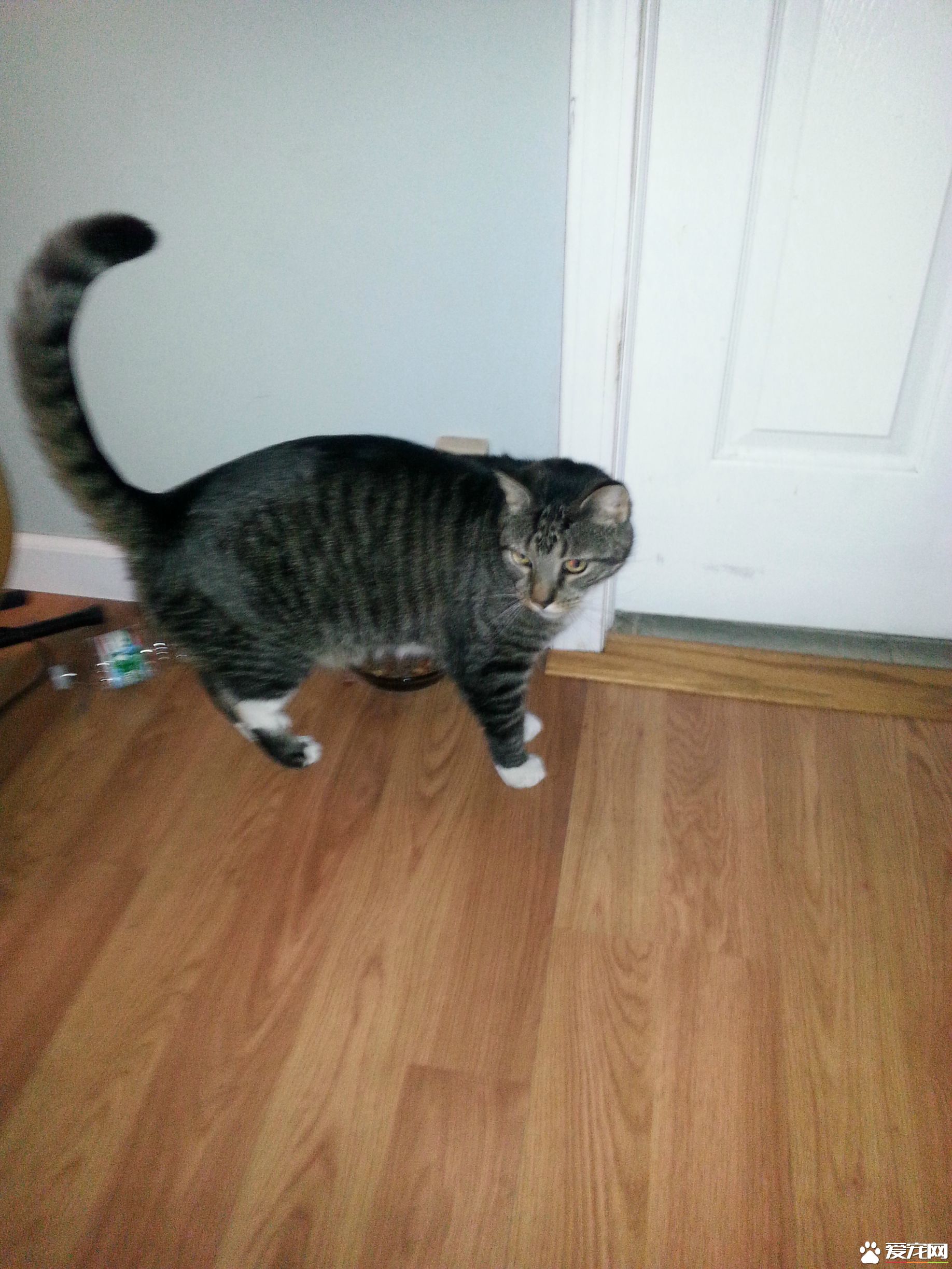 积雪阻挡不了阿喵们想出门的决心 却暴露了体重