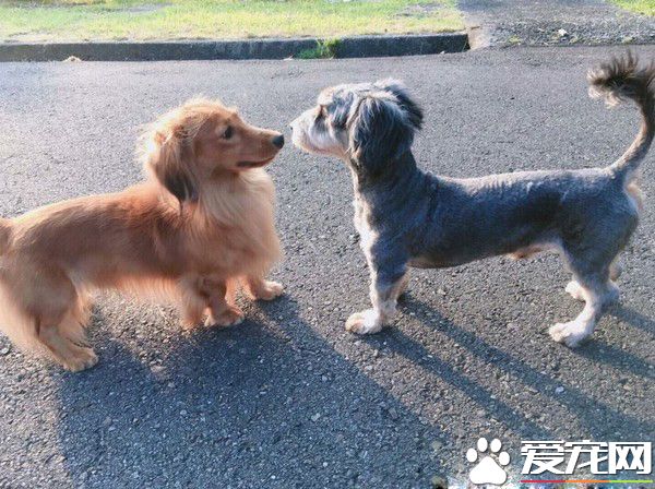 萌狗凭撒娇功夫征服全家 外婆失智只担心狗吃饭没