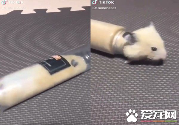 小仓鼠玩宝特瓶 简直是仓鼠版的儿童隧道