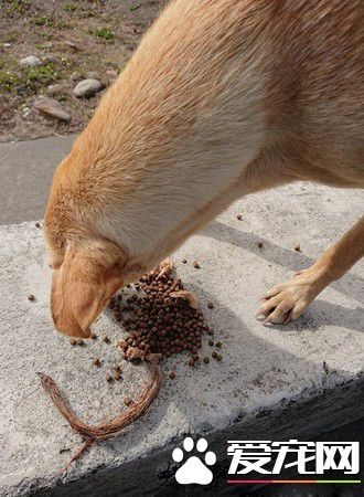 懂得知恩图报的浪浪 坚持以物换物的习惯