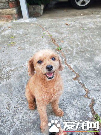 二汪上演十八相送戏码 马麻表示出个门压力太大