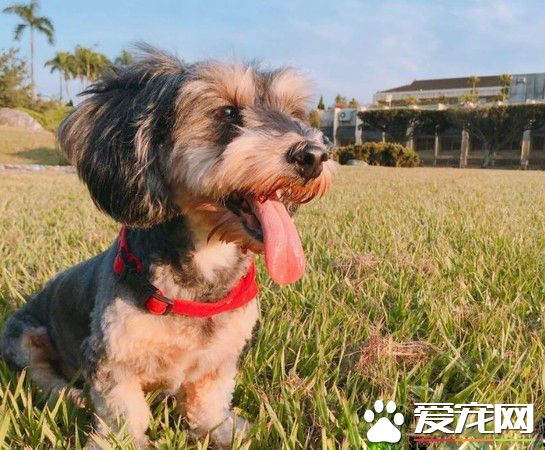 萌狗凭撒娇功夫征服全家 外婆失智只担心狗吃饭没