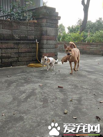 二汪上演十八相送戏码 马麻表示出个门压力太大