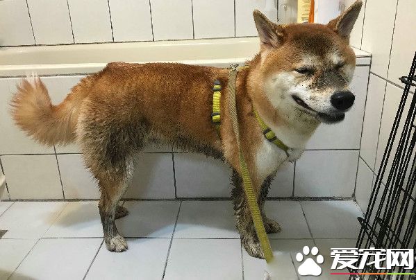 赤柴摇身一变成胡麻柴 好崩溃啊！超脏