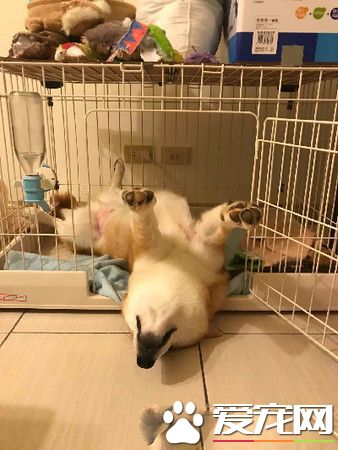 赤柴摇身一变成胡麻柴 好崩溃啊！超脏