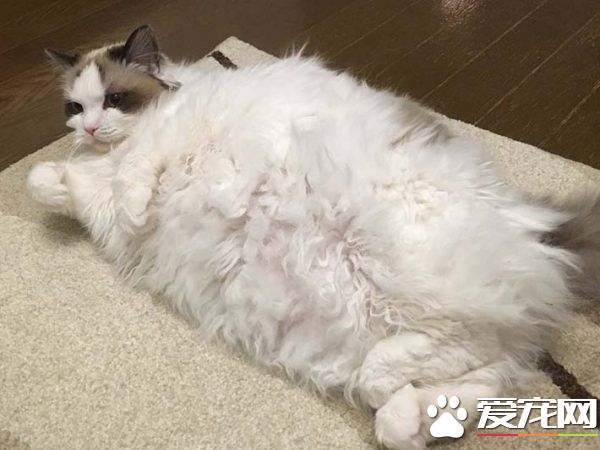 猫奴选购宠物专用的暖桌 没想到主子爱上包装纸箱