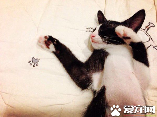 原來貓咪也分左右撇子？惯用这只手的猫更凶