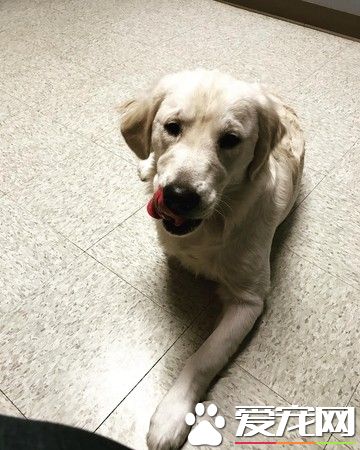 缺臂女孩和缺前脚狗狗 成为幸运鳍伙伴