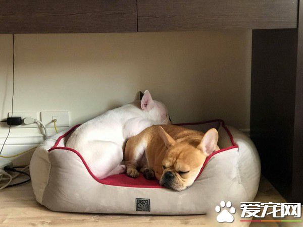 法斗身上有血迹？ 马麻回头看原来是偷吃优格