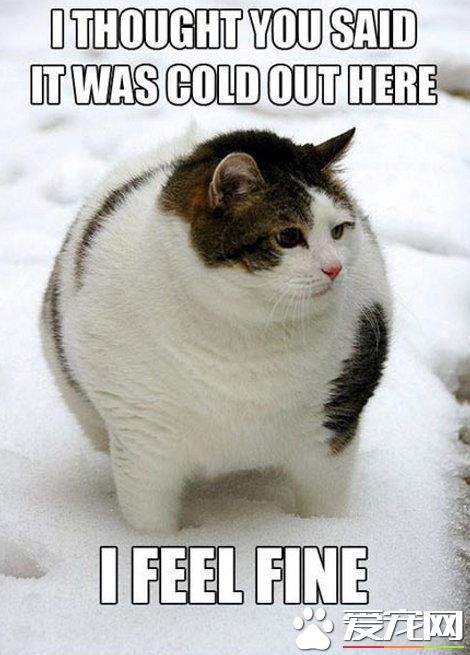积雪阻挡不了阿喵们想出门的决心 却暴露了体重