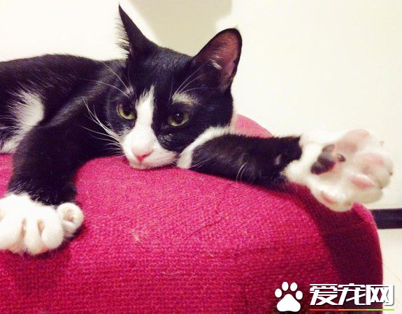 原來貓咪也分左右撇子？惯用这只手的猫更凶