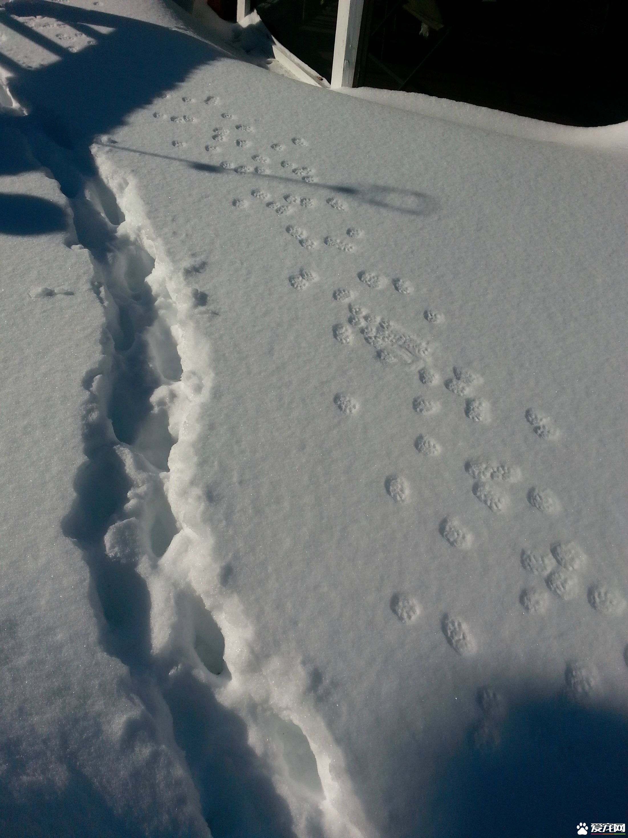 积雪阻挡不了阿喵们想出门的决心 却暴露了体重