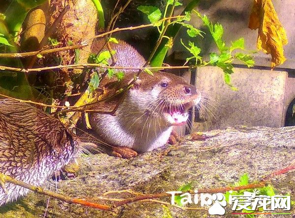 分离2个月水濑一家4口重新团聚 超幸福的氛围