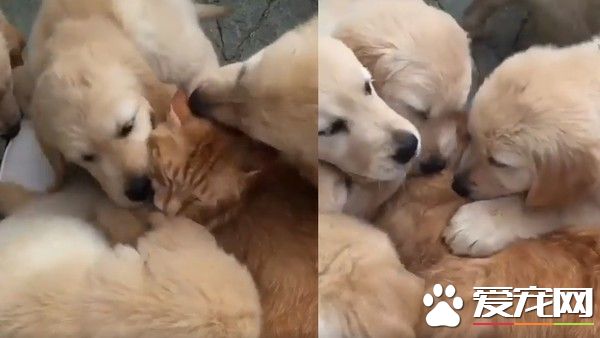 吸猫大队阿金超热情 连猫星人也没辙!