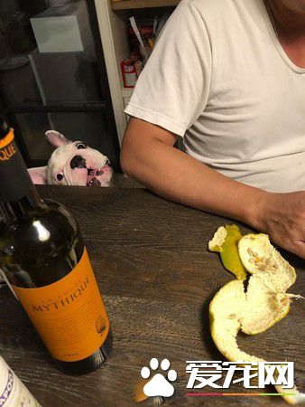 法斗身上有血迹？ 马麻回头看原来是偷吃优格