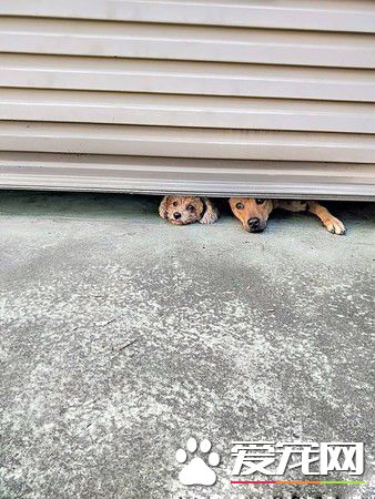 二汪上演十八相送戏码 马麻表示出个门压力太大