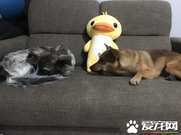 动物之家当志工 找到女友领养毛小孩变一家四口