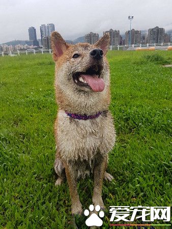 赤柴摇身一变成胡麻柴 好崩溃啊！超脏
