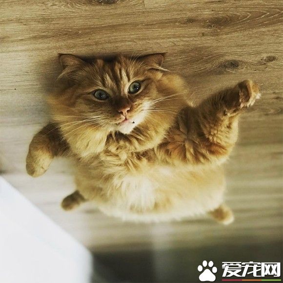 超有趣的无重力照 竟然意外地非常有飘浮感!