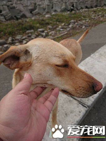 懂得知恩图报的浪浪 坚持以物换物的习惯