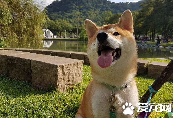 赤柴摇身一变成胡麻柴 好崩溃啊！超脏