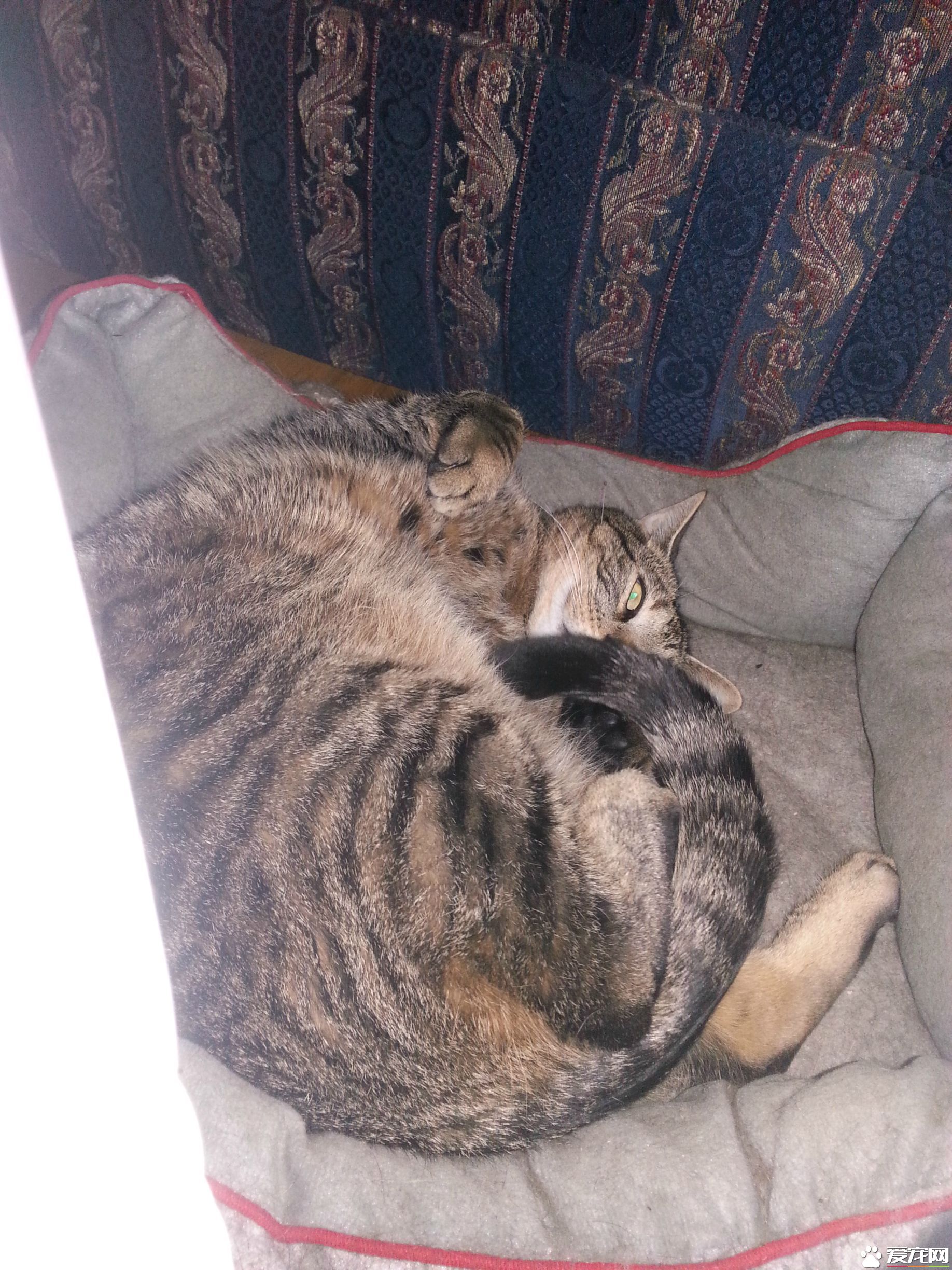 积雪阻挡不了阿喵们想出门的决心 却暴露了体重