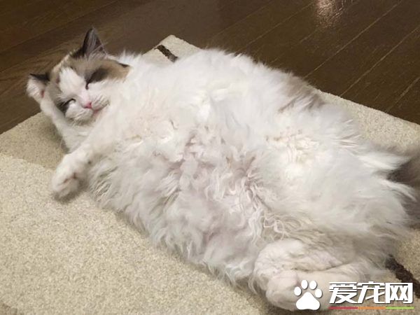 猫奴选购宠物专用的暖桌 没想到主子爱上包装纸箱