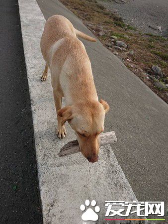 懂得知恩图报的浪浪 坚持以物换物的习惯