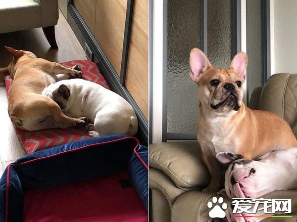 法斗身上有血迹？ 马麻回头看原来是偷吃优格