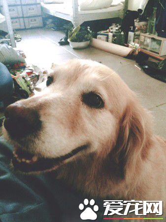 动物之家当志工 找到女友领养毛小孩变一家四口