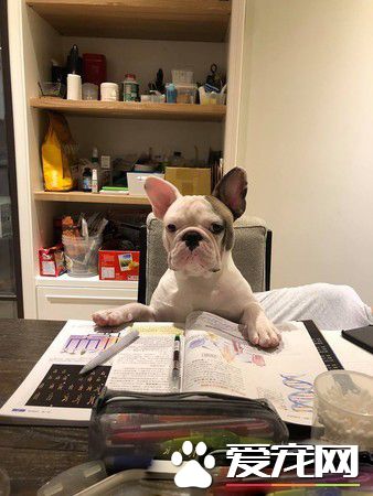 法斗身上有血迹？ 马麻回头看原来是偷吃优格