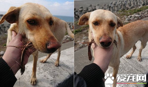 懂得知恩图报的浪浪 坚持以物换物的习惯