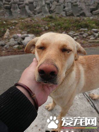 懂得知恩图报的浪浪 坚持以物换物的习惯