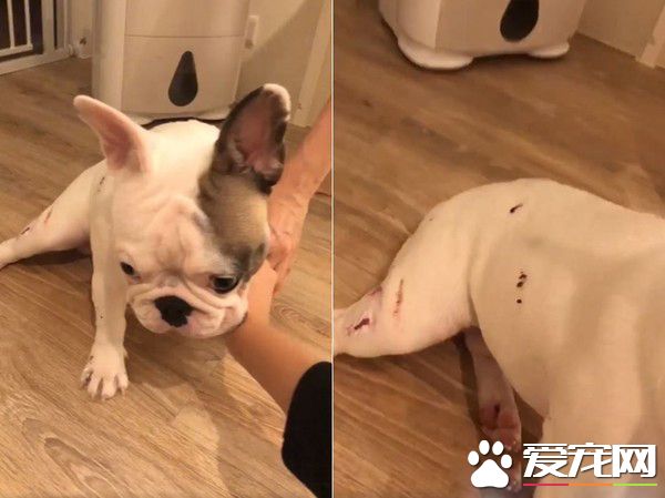 法斗身上有血迹？ 马麻回头看原来是偷吃优格