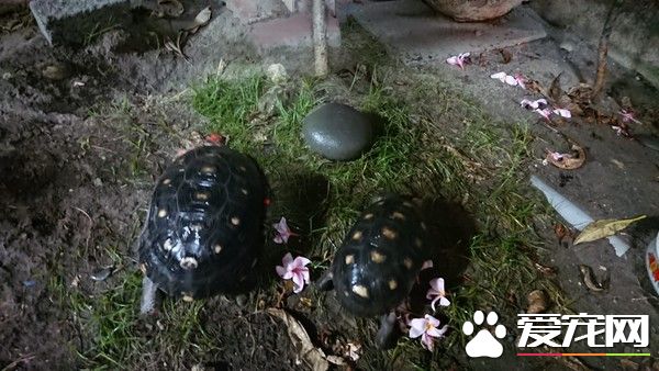 秃顶男子自备塑料袋偷龟 3天后龟龟神奇回家了