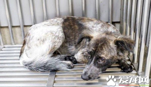 动物之家当志工 找到女友领养毛小孩变一家四口