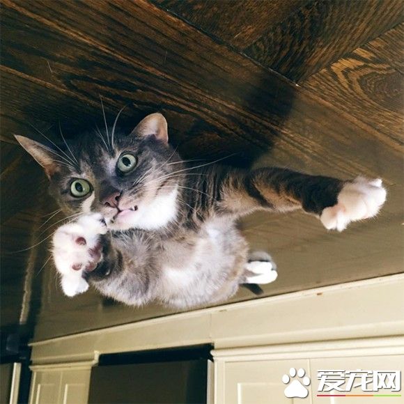 超有趣的无重力照 竟然意外地非常有飘浮感!