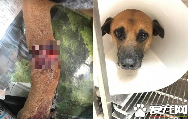 明明就很痛却一路撒娇 三只脚汪温柔眼神让人心疼