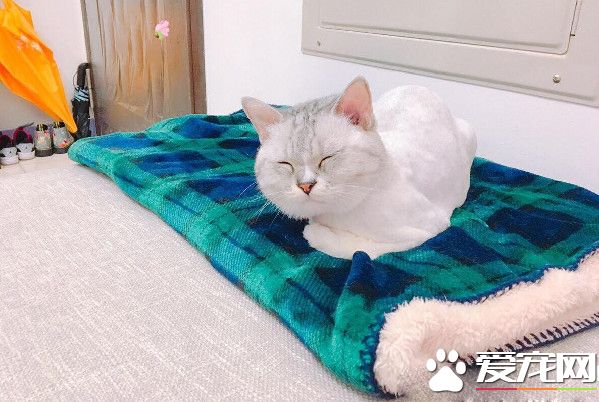 台南美短被小奴才侵犯 眼神死的圣上笑翻网友