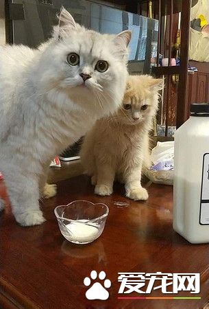 酷酷喵皇秒变深情王子 放闪手段非常高招