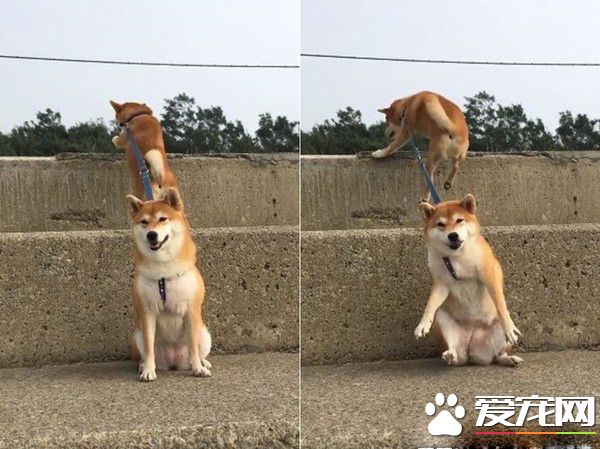 两柴因动作不同步惨摔 柴姐的淡定脸却意外成亮点