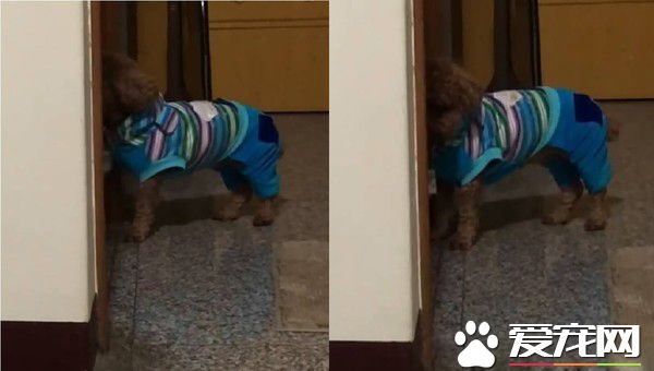 怎么还不开？红贵宾臭脸敲门太可爱了