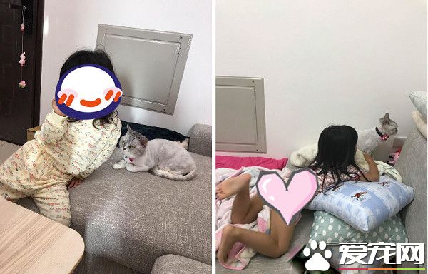 台南美短被小奴才侵犯 眼神死的圣上笑翻网友