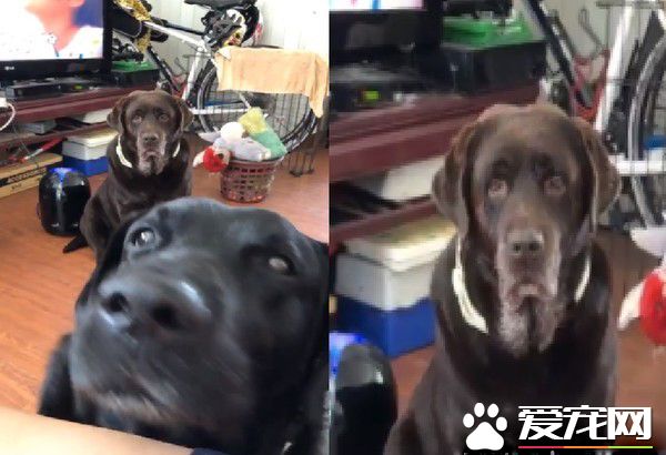 蛋壳剥开两汪星人眼神杀过来 主人压力超大