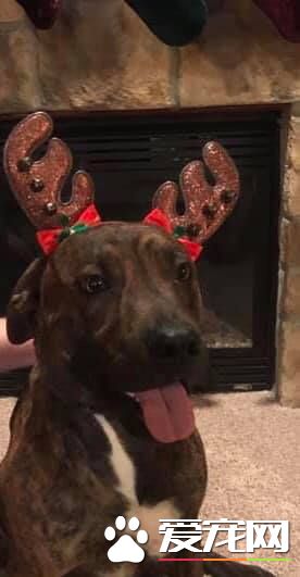 超大惊喜的圣诞礼物 爸妈送女儿最爱的狗狗