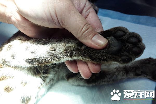 野生石虎一夜咬死5只鸡 诱捕发现怀有2周身孕