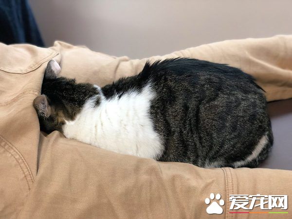 日本猫咖啡有23只可爱猫咪 不定期提供推拿服务
